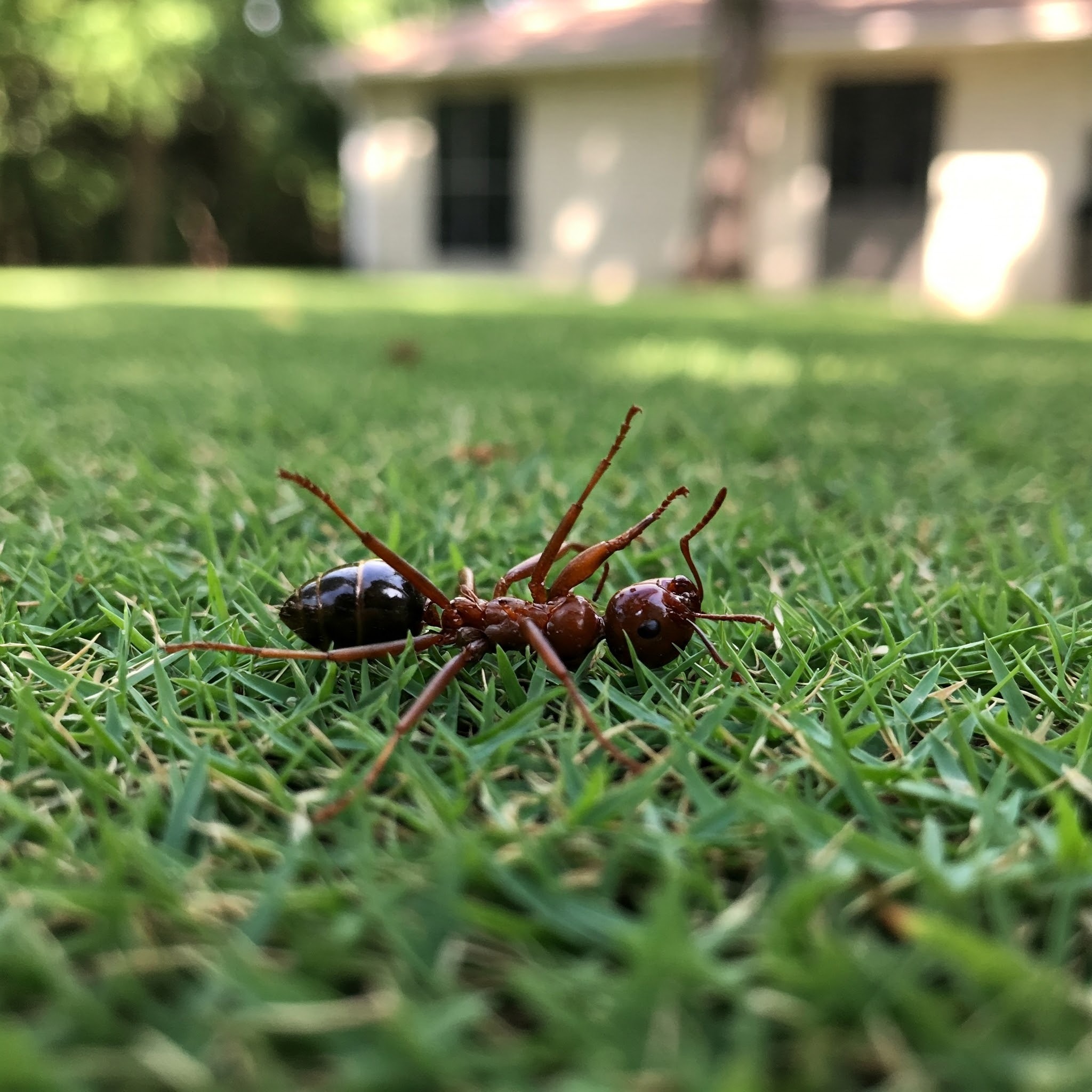 Sarasota mosquito control 